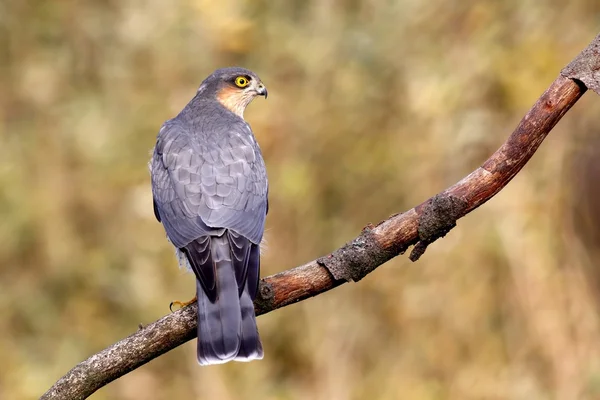 유라시아 sparrowhawk — 스톡 사진