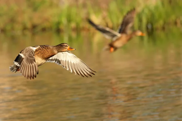 Duck. — Stock Image Duck. Royalty Free Stock Images