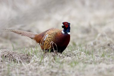 Common Pheasant clipart