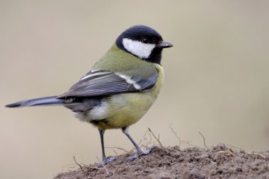 Great Tit clipart