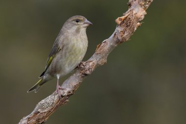 avrupa greenfinch