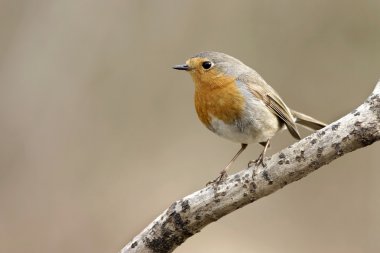 Robin