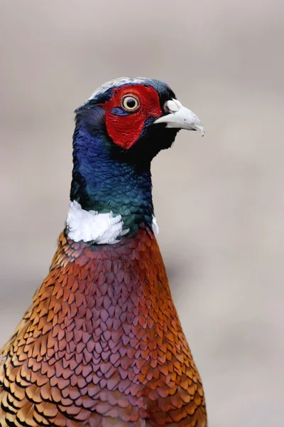 Обыкновенный фазан — стоковое фото