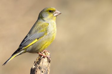 avrupa greenfinch