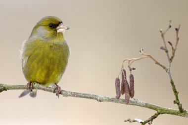 European Greenfinch clipart