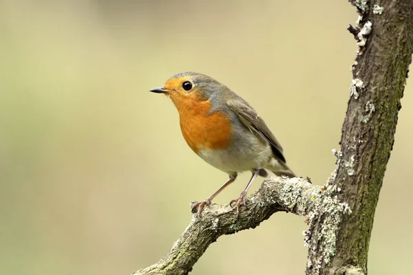 stock image Robin