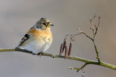 Fringilla montifringilla. clipart