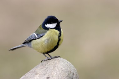 Great Tit clipart