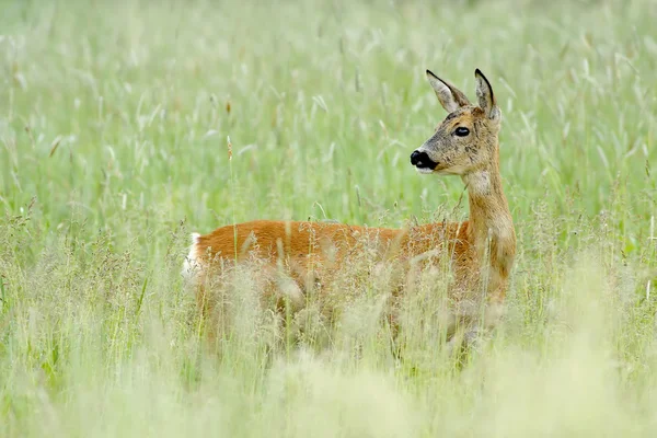 Cervos-de-roe — Fotografia de Stock