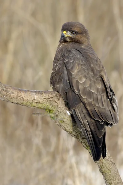 Stock image Common Buzzard