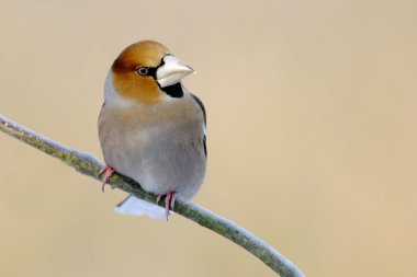 Hawfinch clipart