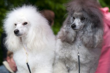 Two poodles set two clipart