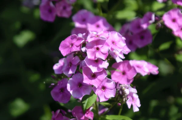 stock image Flower