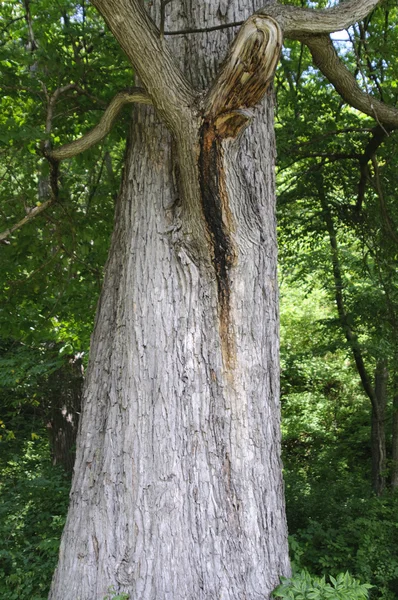 stock image Big tree