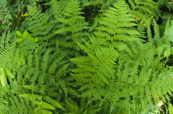 Stock image Fern