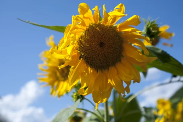 stock image Sunflower