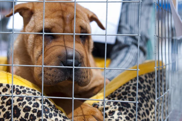 stock image Chinese Shar-Pei