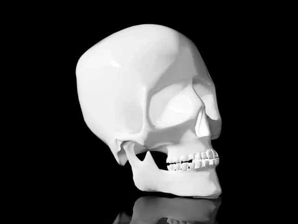 Cráneo —  Fotos de Stock