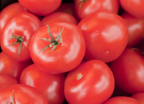 Conjunto de tomates ocho —  Fotos de Stock