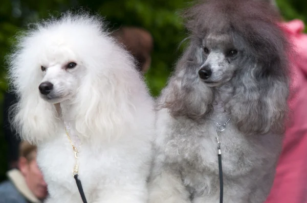 Two poodles set two — Stock Photo, Image