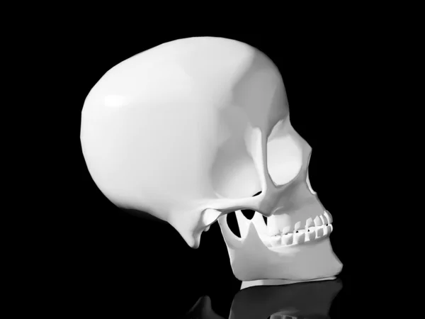 頭蓋骨 — ストック写真
