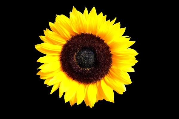 Sunflower Royalty Free Stock Images