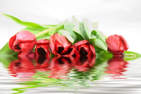 Tulpen im Wasser Stockfoto