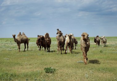 Camels going in the steppe clipart