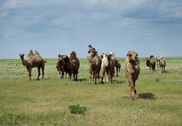 Kamelen gaan in de steppe — Stockfoto