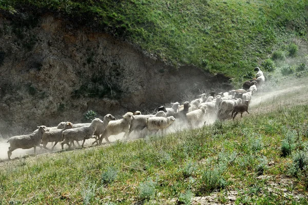 Çalışan koyun — Stok fotoğraf