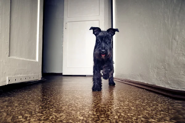 小さな面白い犬 — ストック写真