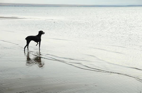 Σκύλος και θάλασσα — Φωτογραφία Αρχείου