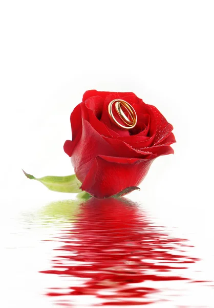 Τριαντάφυλλο και δαχτυλίδια σε ένα νερό玫瑰和上水的戒指 — 图库照片