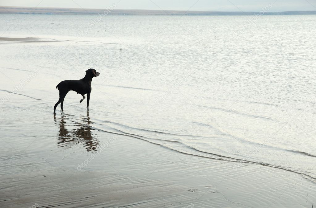 Dog and sea