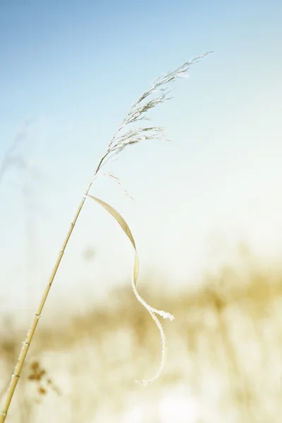 Пшениця взимку — стокове фото