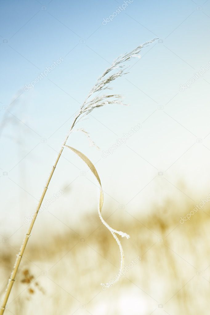 Wheat in winter