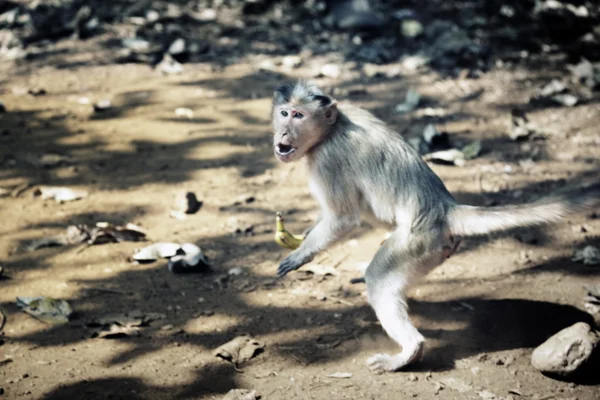 Ontsnappende boos aap met banaan — Stockfoto