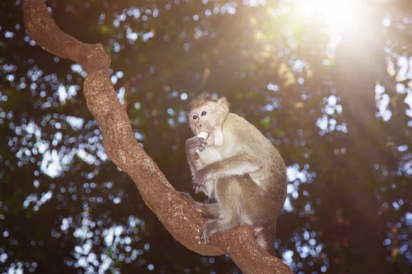 Macaco comedor — Fotografia de Stock