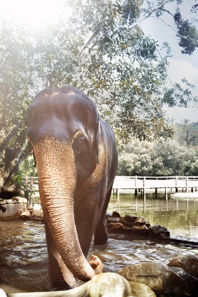 Elefant i plats med vatten — Stockfoto