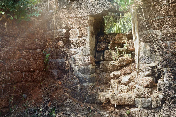 Antiguas ruinas en la selva de la India —  Fotos de Stock