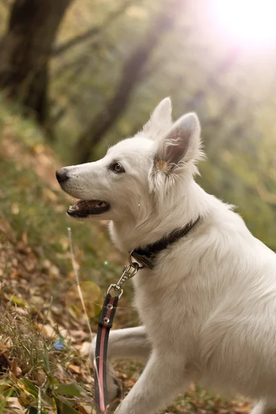 Bílý pes (6 měsíců) — Stock fotografie
