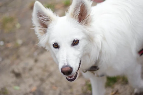 Beyaz köpek (6 ay) — Stok fotoğraf