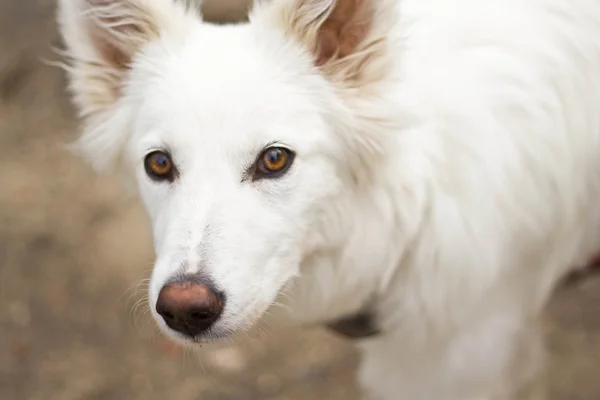 Bílý pes (6 měsíců) — Stock fotografie
