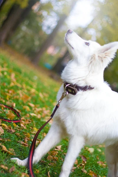 Cane bianco (6 mesi ) — Foto Stock