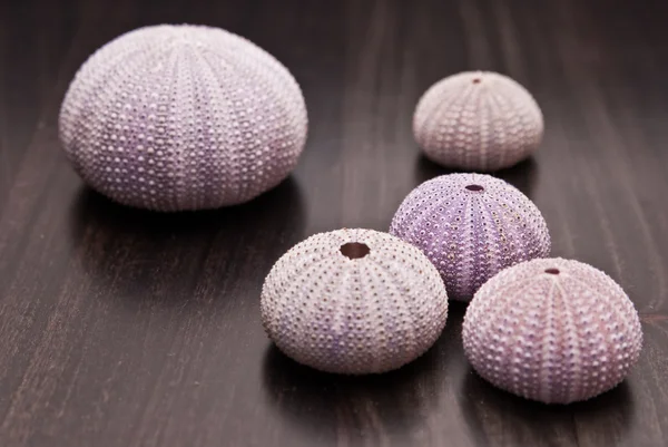 Conchas violetas y rosadas de — Foto de Stock