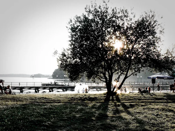 Озеро и дерево — стоковое фото