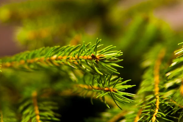 stock image Christmas tree background