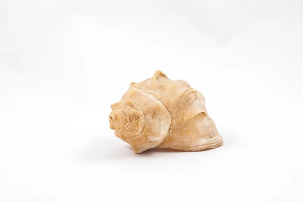 Conch from Mediterranean sea — Stock Photo, Image