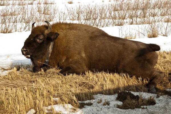 Wild bison knocked over by car — Stock Photo, Image