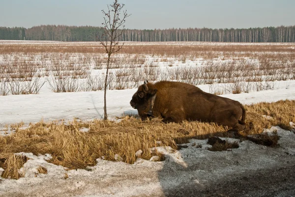 Wild bison knocked over by car — Stock Photo, Image